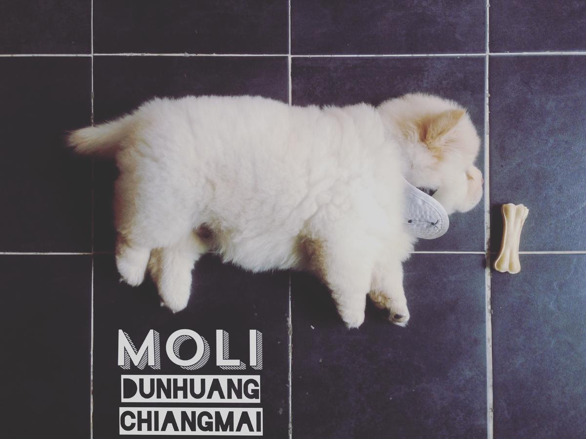 Chiangmai Moli Inn (Adults Only) チエンマイ エクステリア 写真